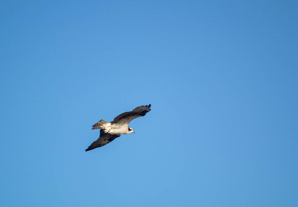 Everglades 2013 060