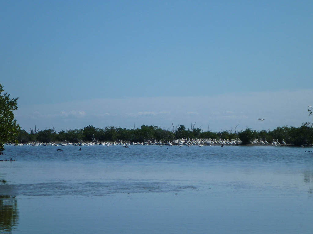 Everglades 2013 070