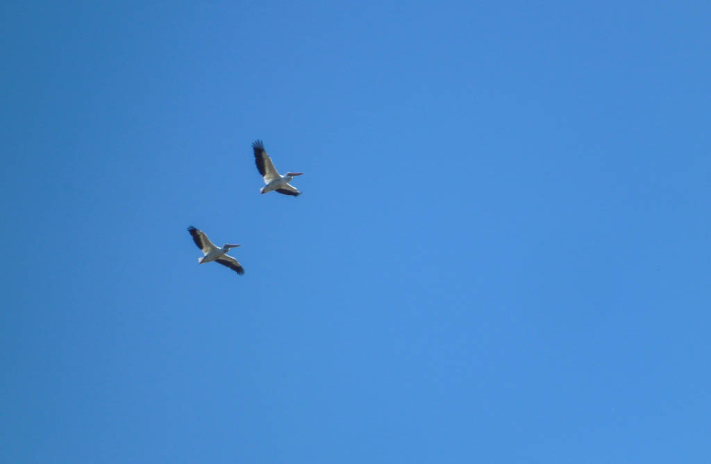 Everglades 2013 071