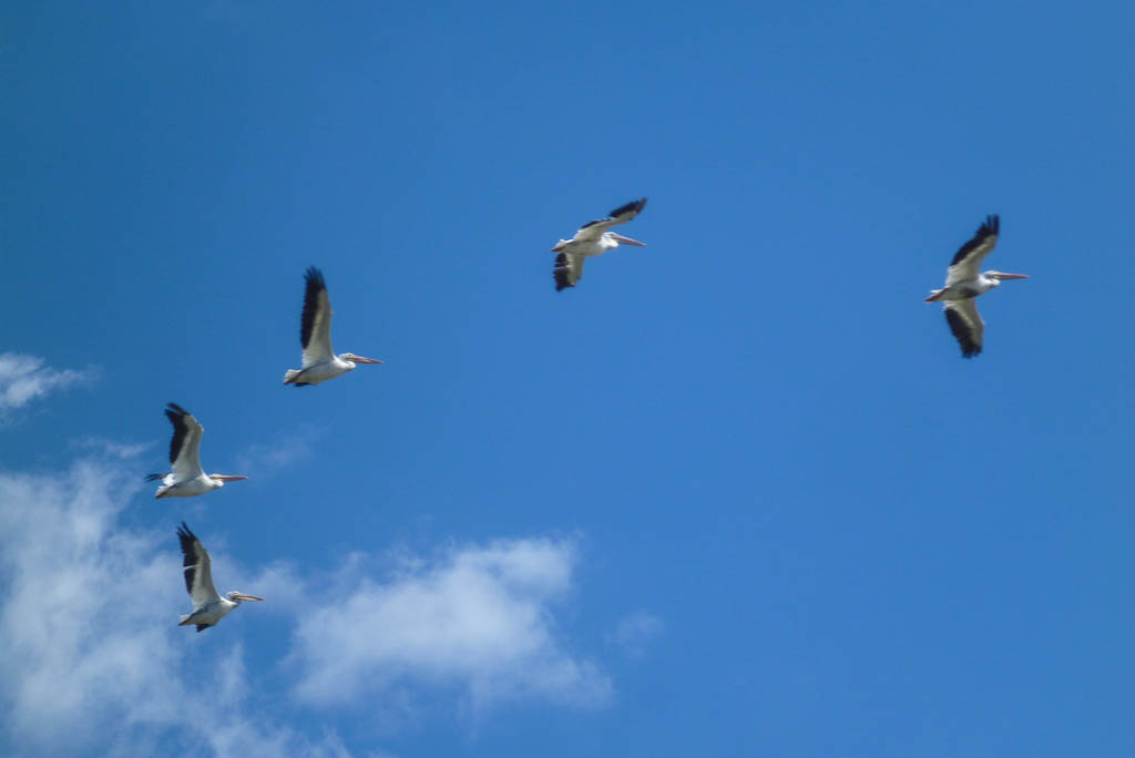 Everglades 2013 072