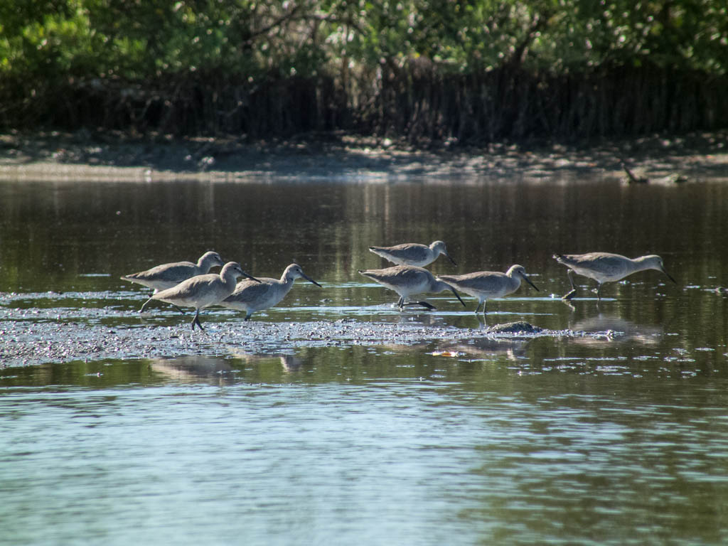 Everglades 2013 073