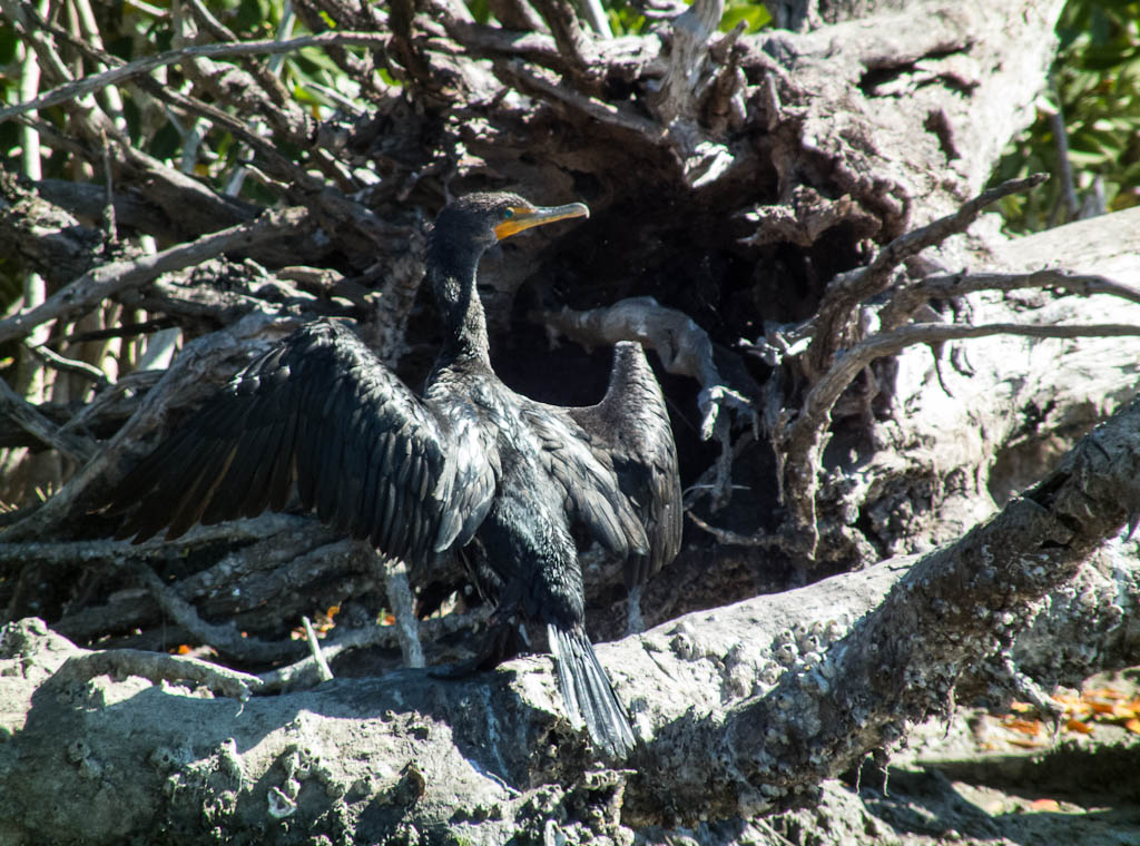 Everglades 2013 077