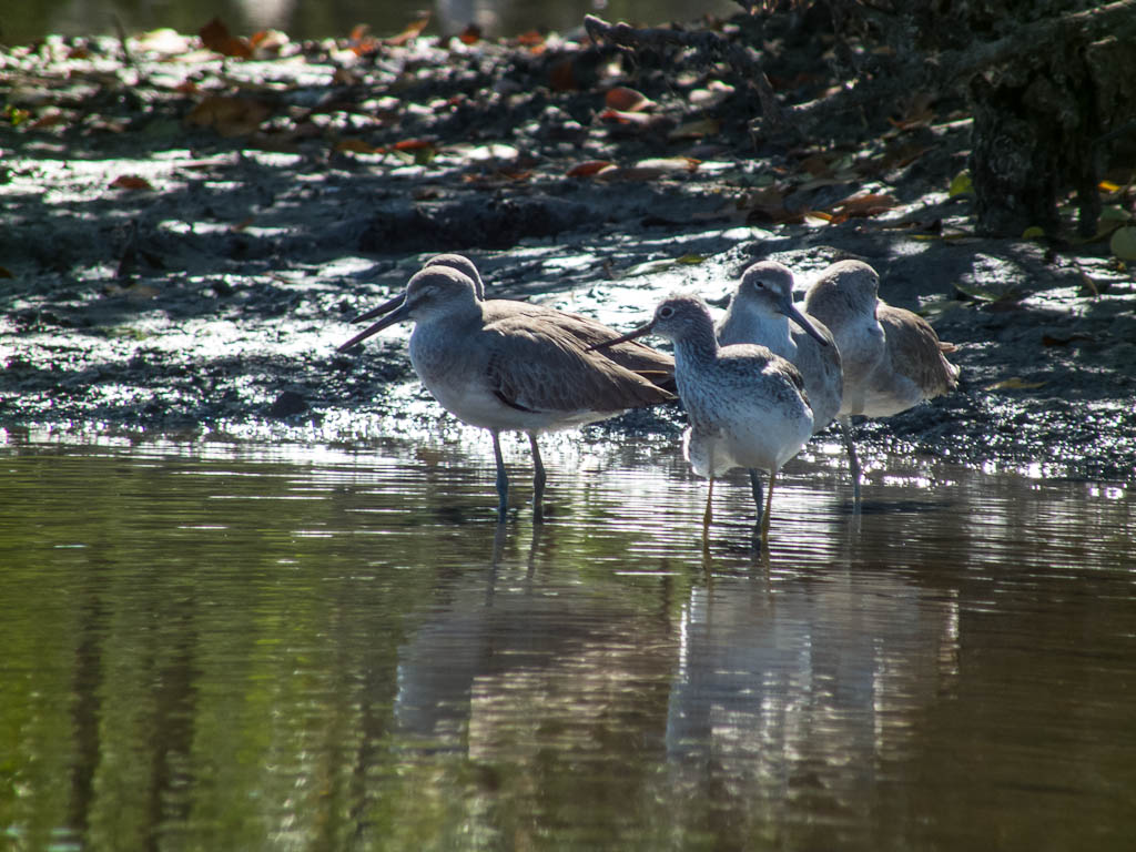 Everglades 2013 078