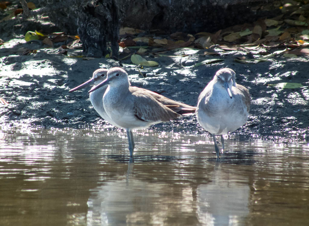 Everglades 2013 079
