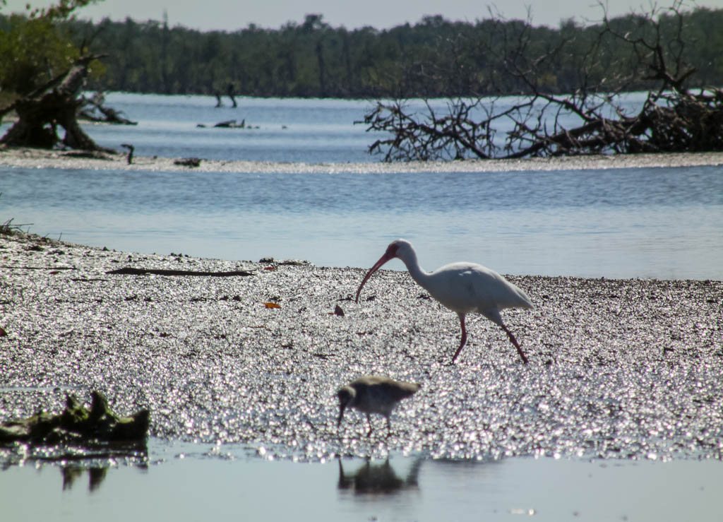 Everglades 2013 080