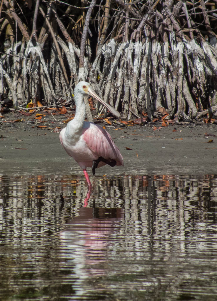Everglades 2013 084