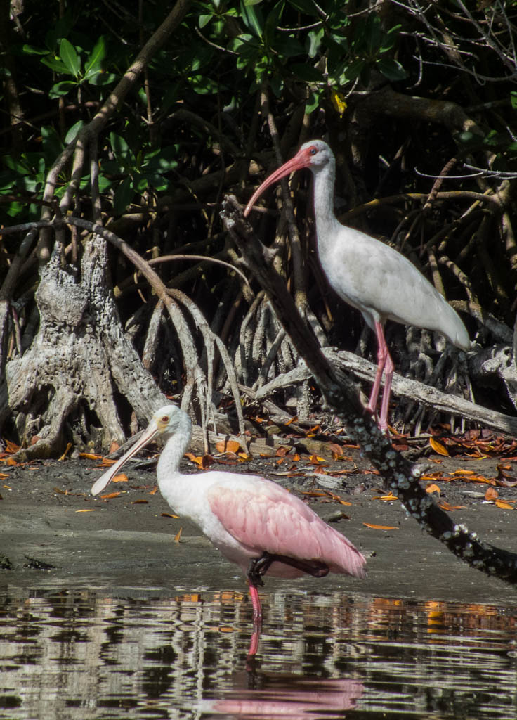 Everglades 2013 085