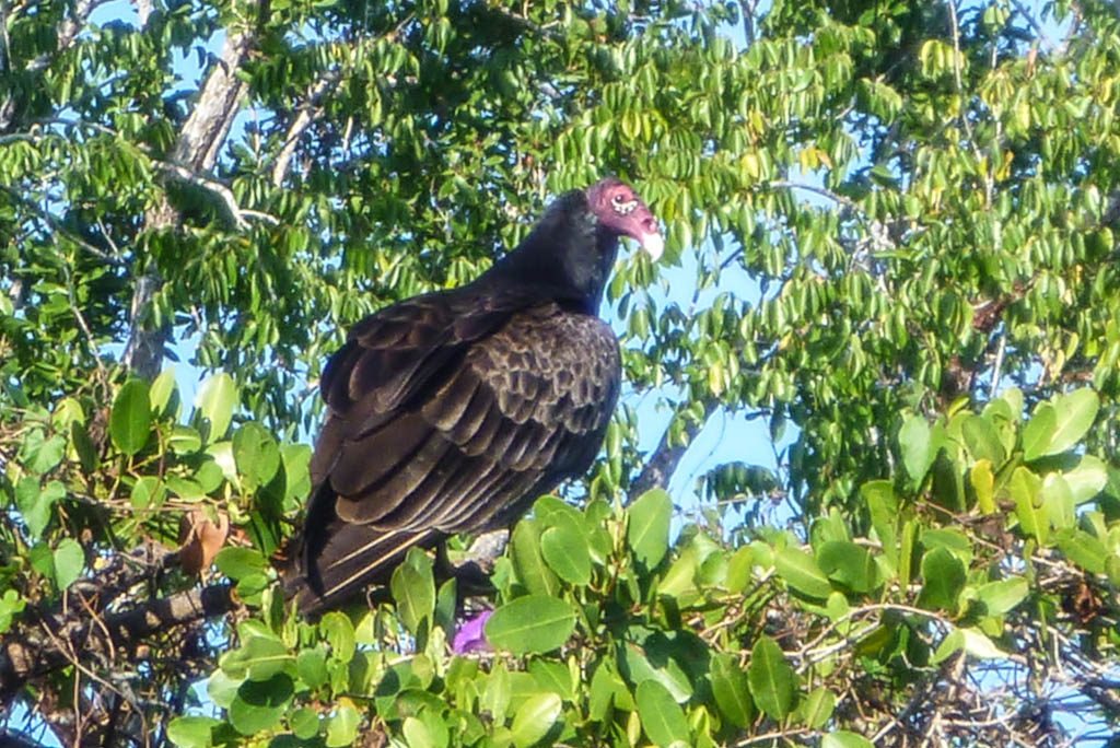 Everglades 2013 089