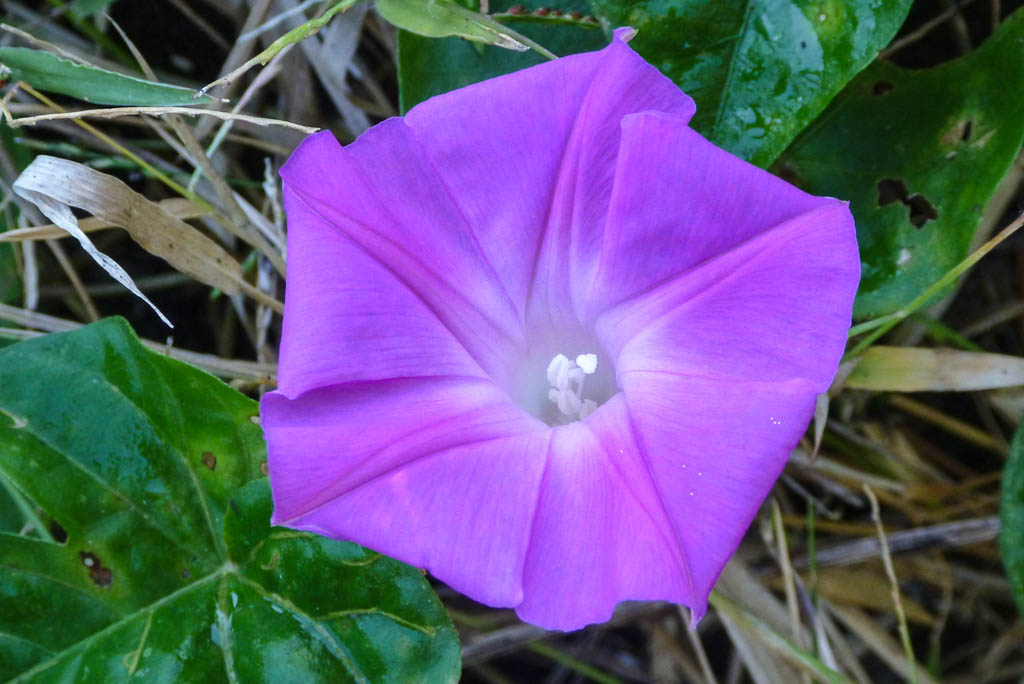 Everglades 2013 091