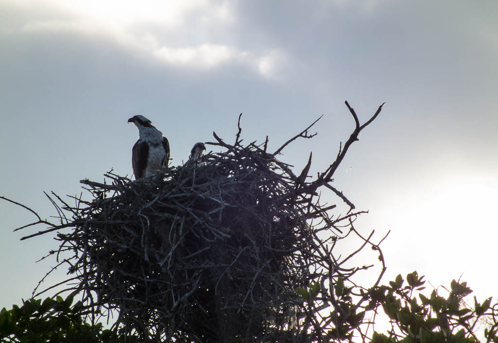 Everglades 2013 097