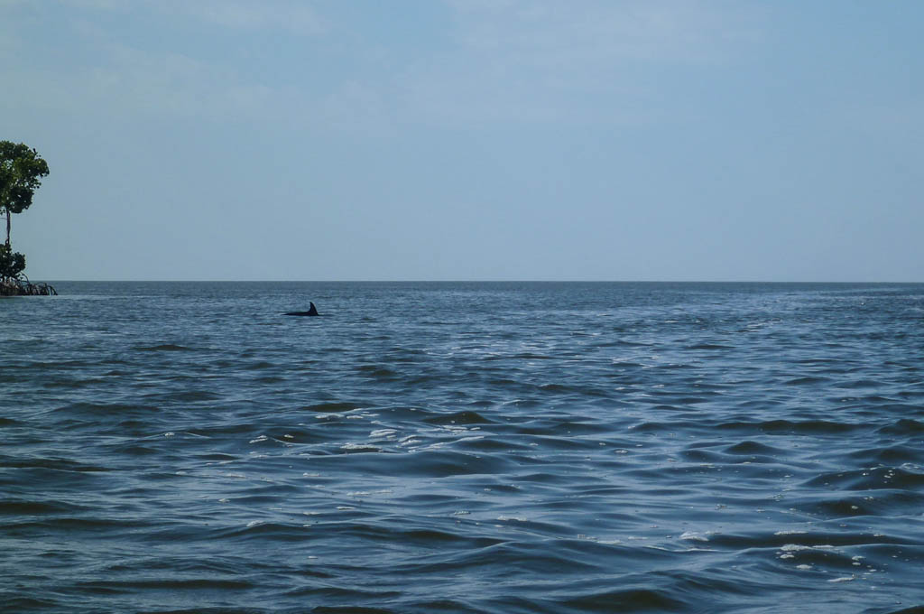 Everglades 2013 101