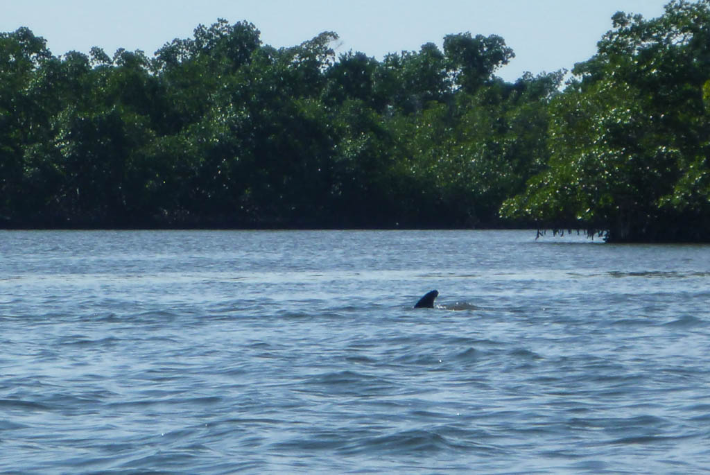 Everglades 2013 102