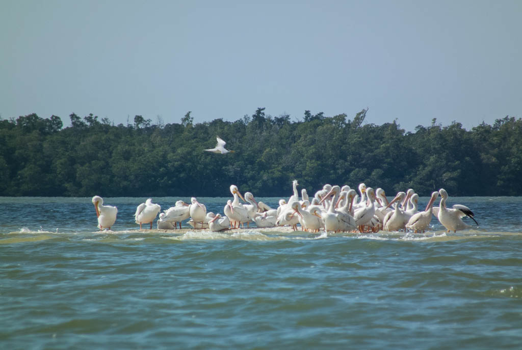 Everglades 2013 103