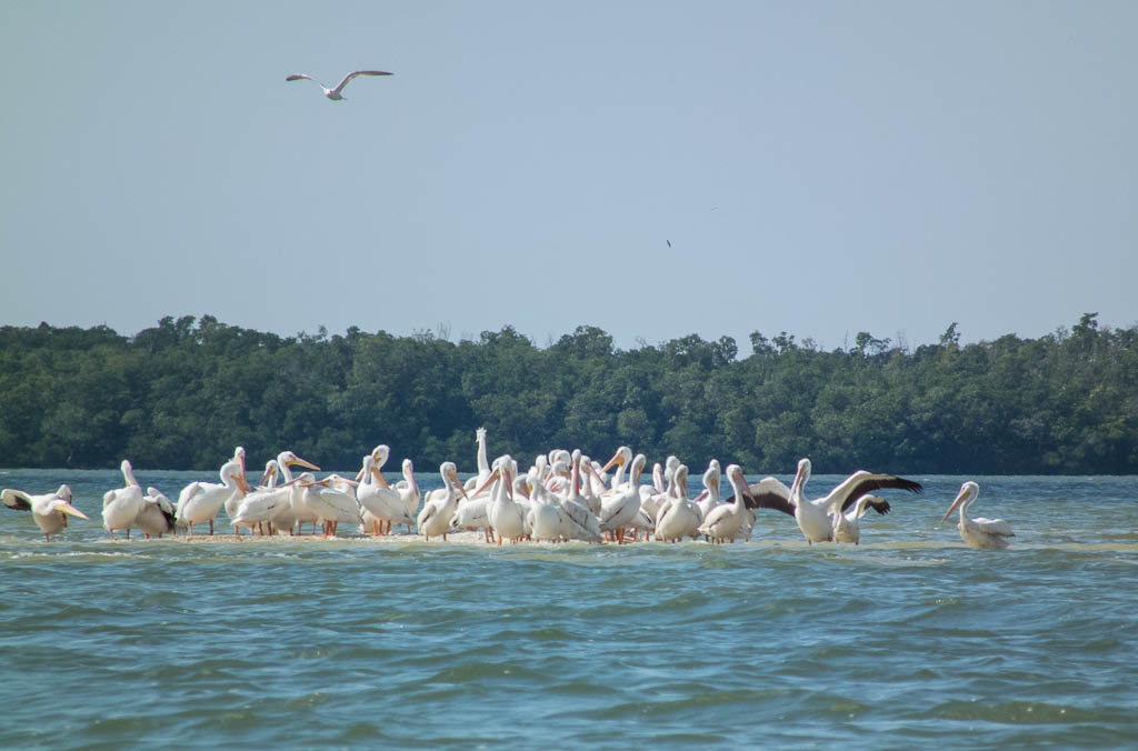 Everglades 2013 104