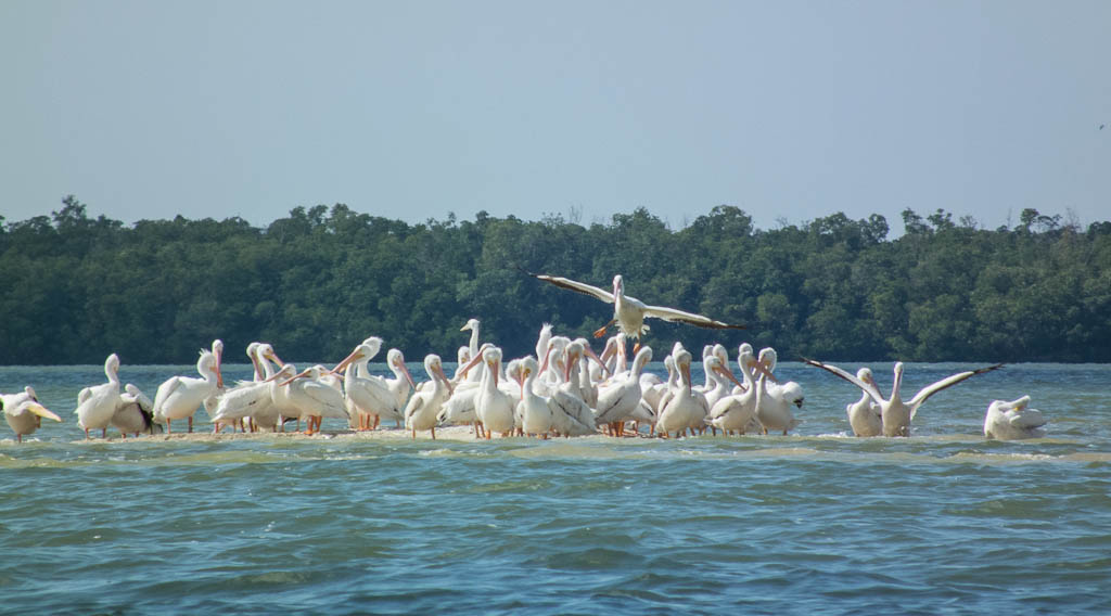 Everglades 2013 105