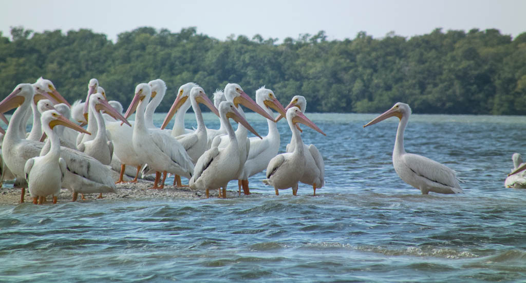 Everglades 2013 108