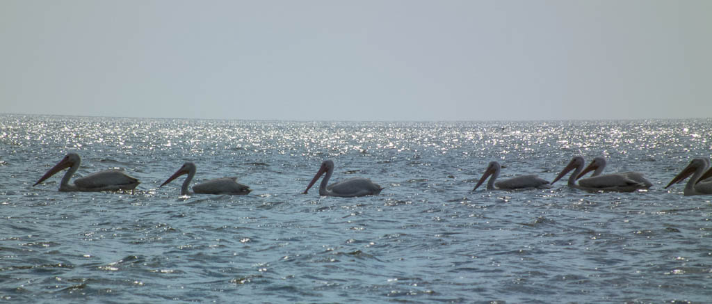 Everglades 2013 110
