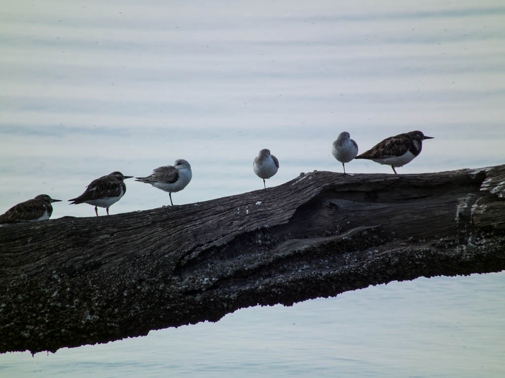 Everglades 2013 111