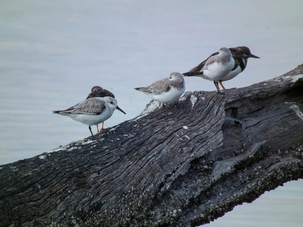 Everglades 2013 112