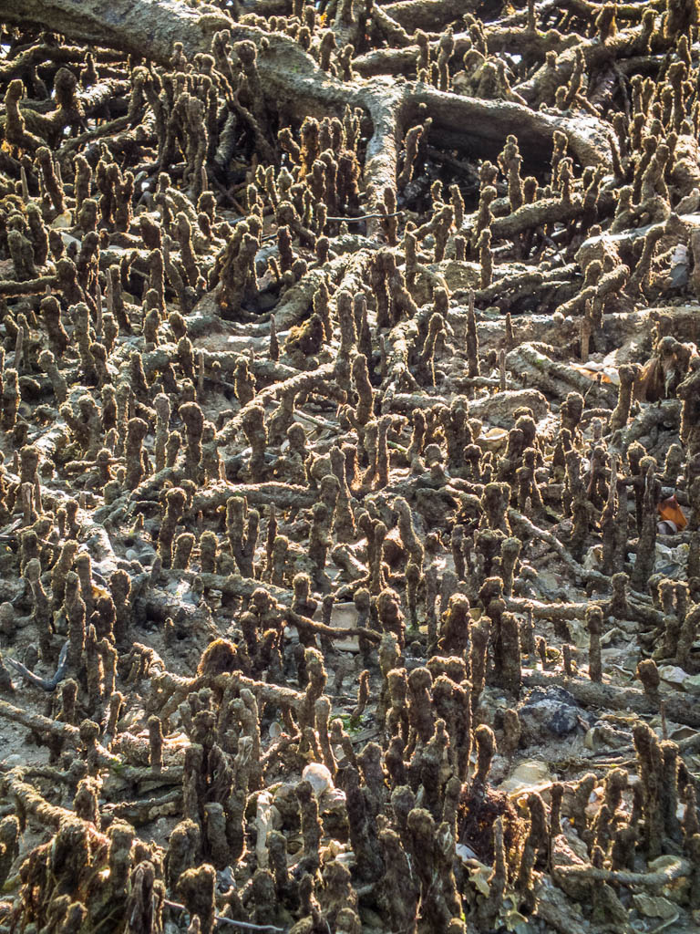 Everglades 2013 114