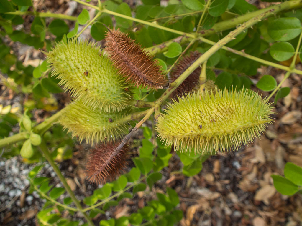 Everglades 2013 119