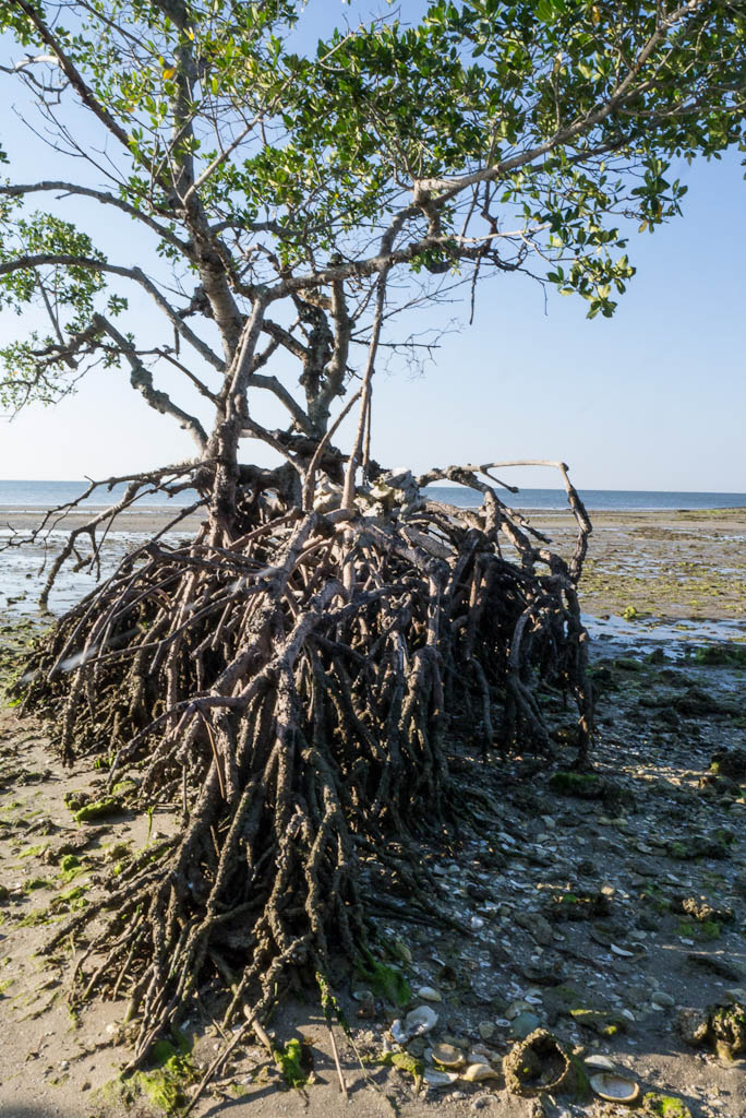 Everglades 2013 132