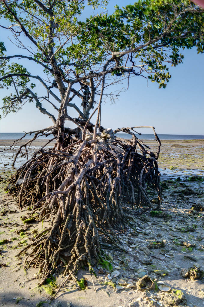Everglades 2013 133