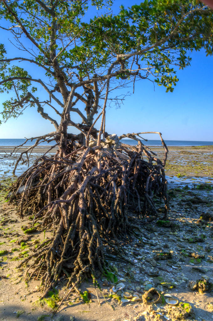 Everglades 2013 134
