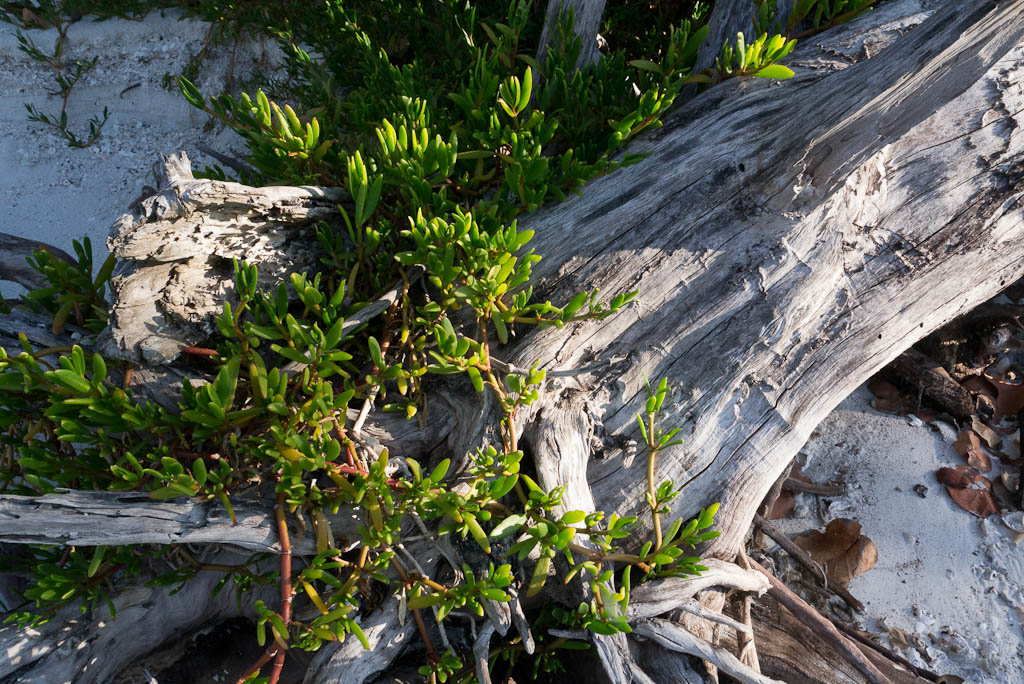 Everglades 2013 136