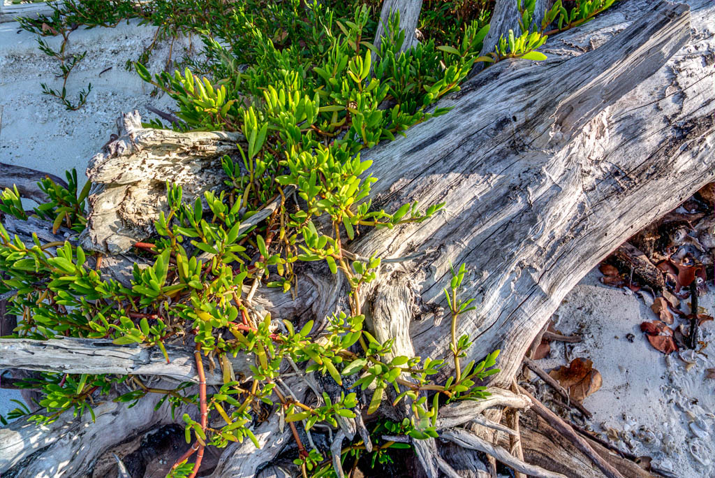 Everglades 2013 137
