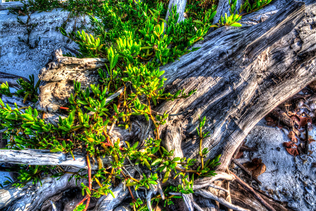 Everglades 2013 138