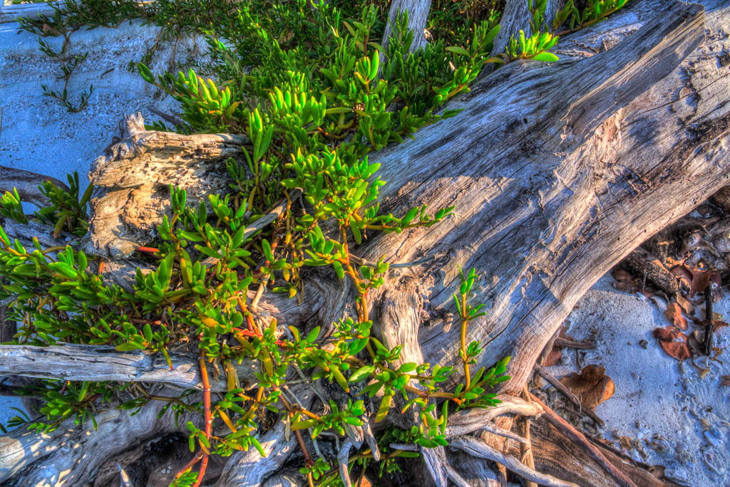 Everglades 2013 139