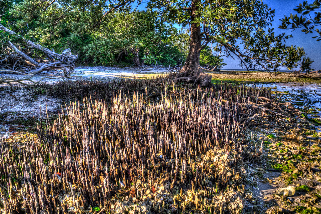 Everglades 2013 143