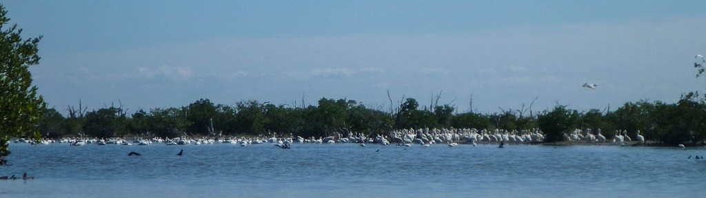 Gopher Key Birds
