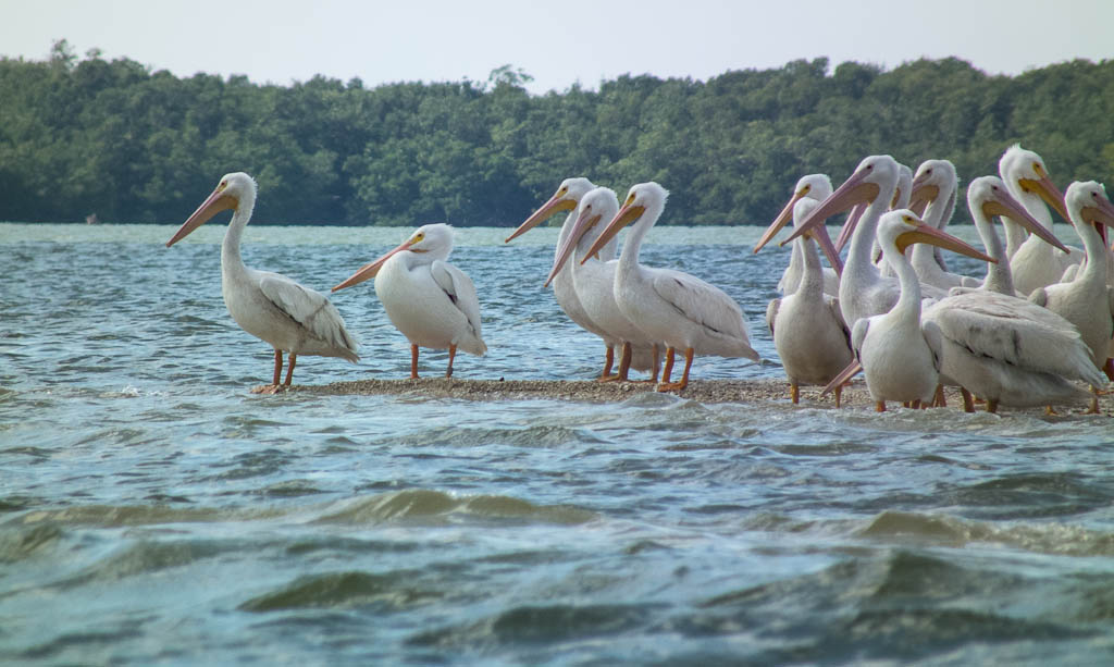 White Pelicans
