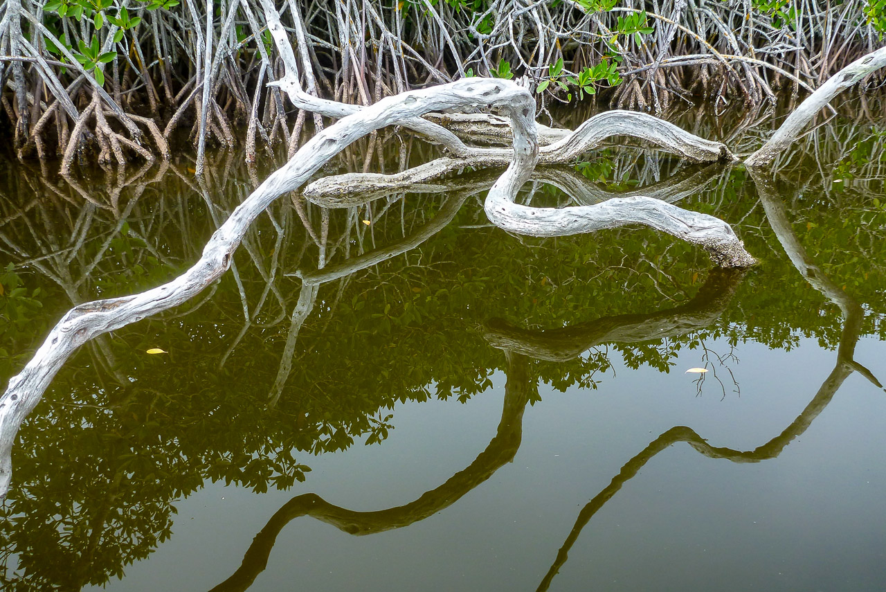 Everglades 2015 06