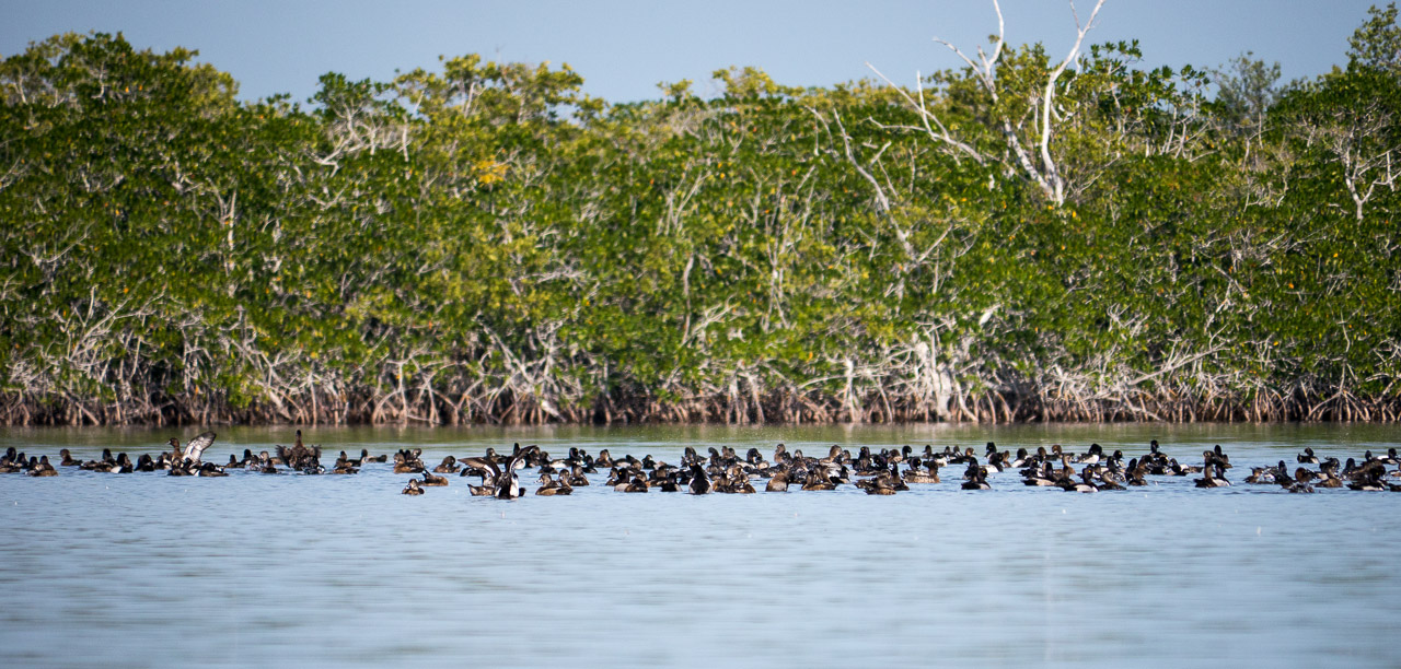 Everglades 2015 07