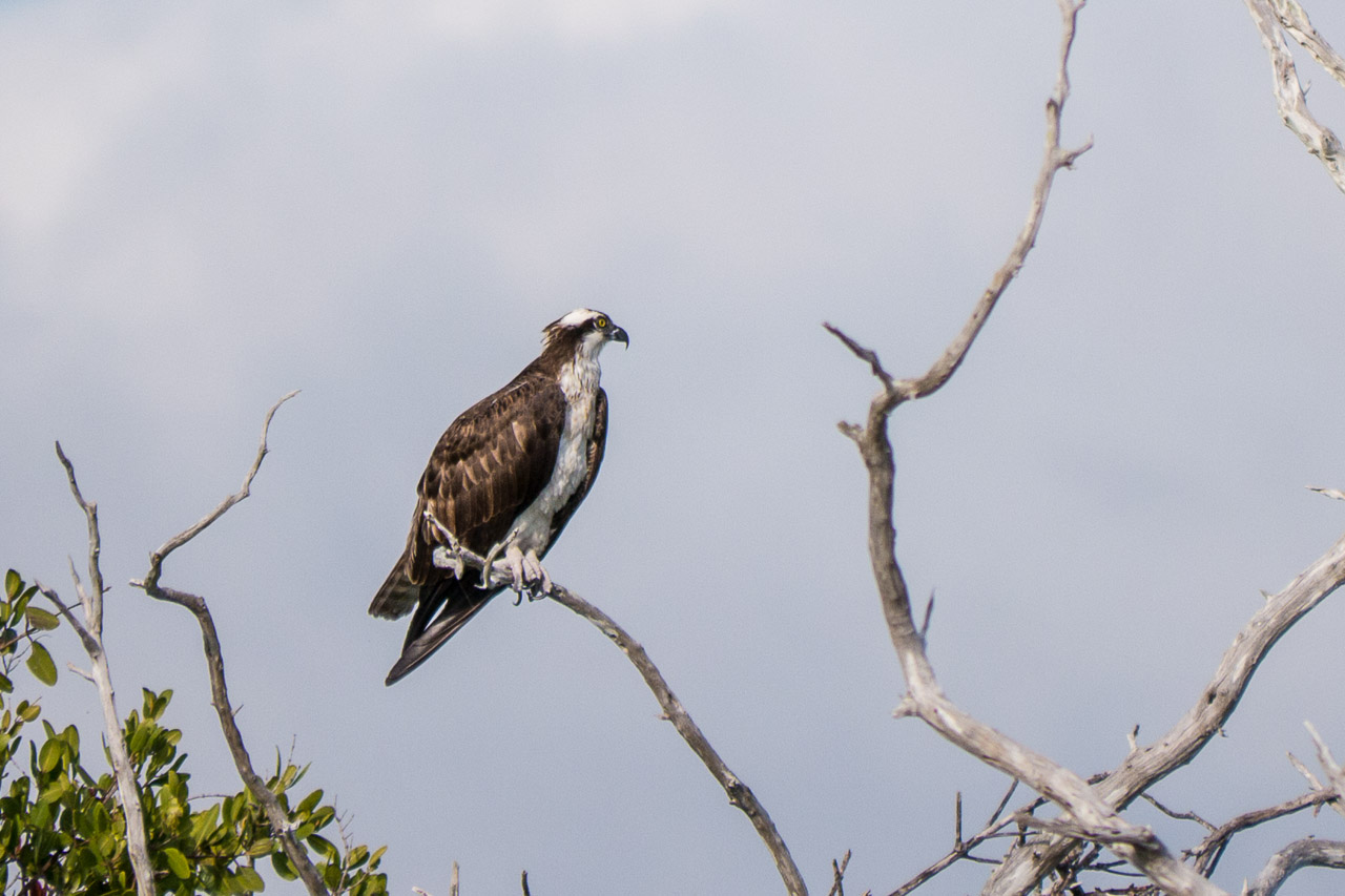 Everglades 2015 09
