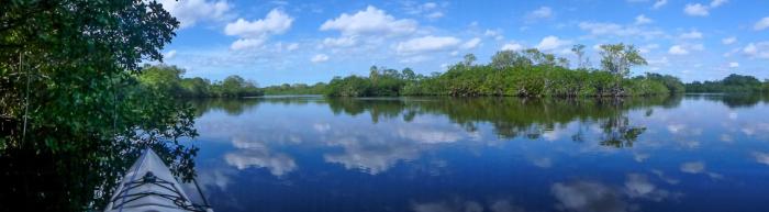 White Pelicans Soaring