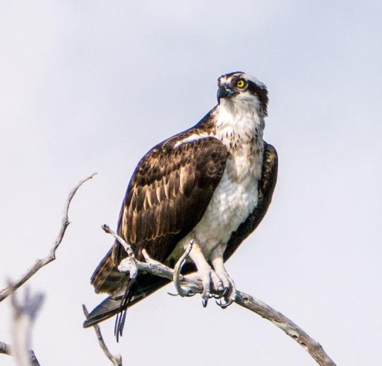 North River Osprey