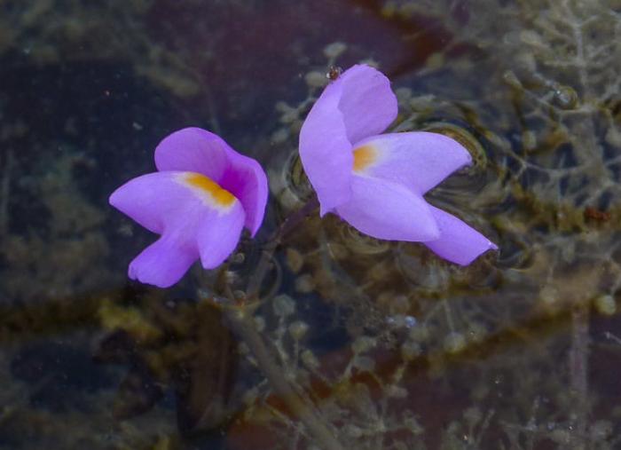 Bladderwort in Bloom