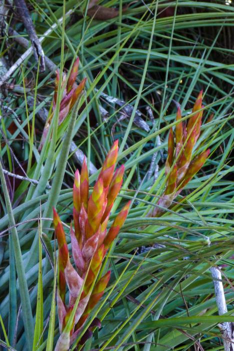 Bromeliad in Bloom
