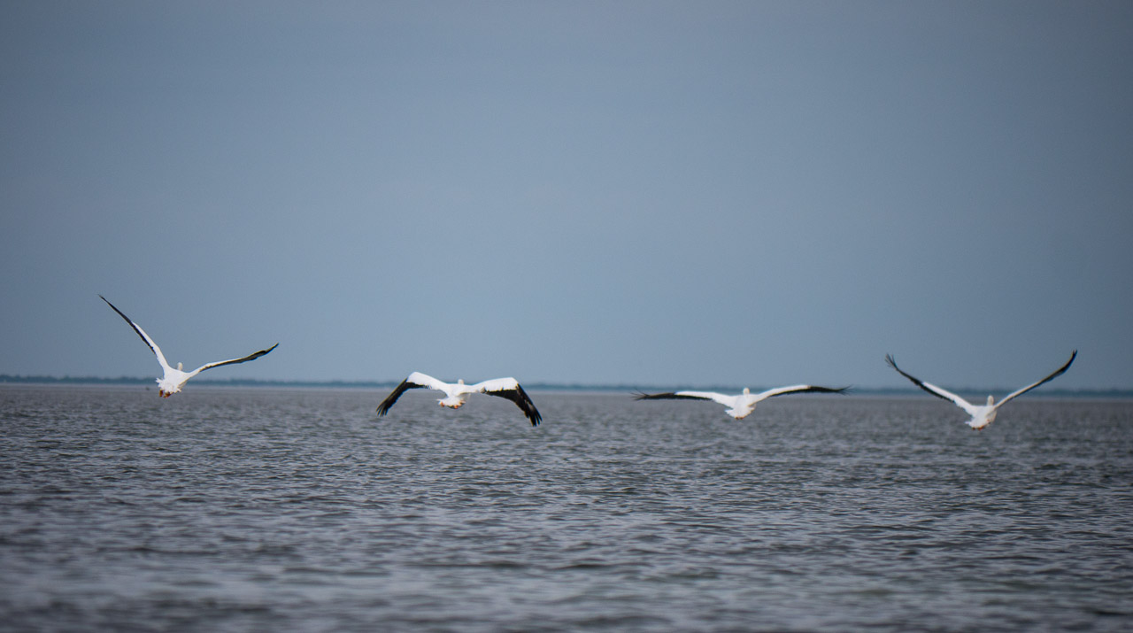 White Pelicans Take-Off