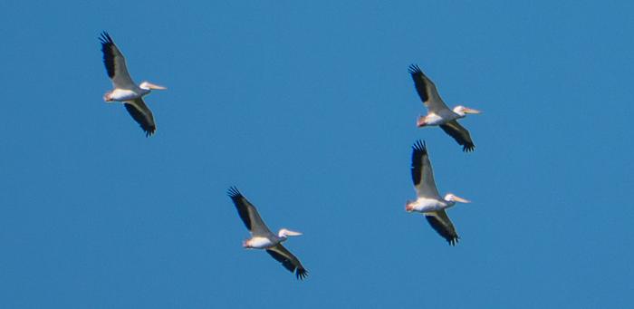 White Pelicans Soaring
