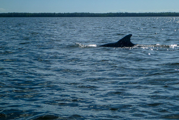 Dolphin Pacing Us