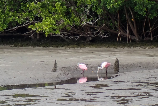 Roseate Spoonbills at the Put-In