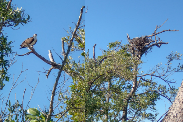Osprey & Nest