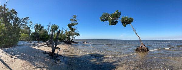 Brave Mangrove Shoreline Pano
