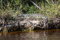1004 Critters Everglades 2022 American Crocodile Buttonwood Canal