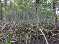 1029 Everglades 2022 Mangrove